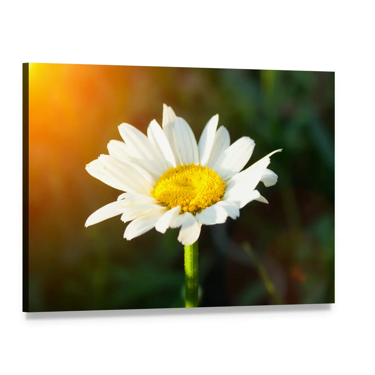 White Daisy Close-up with Sunlight Flare Canvas Wall Art, single panel gallery wrapped canvas, angled product view