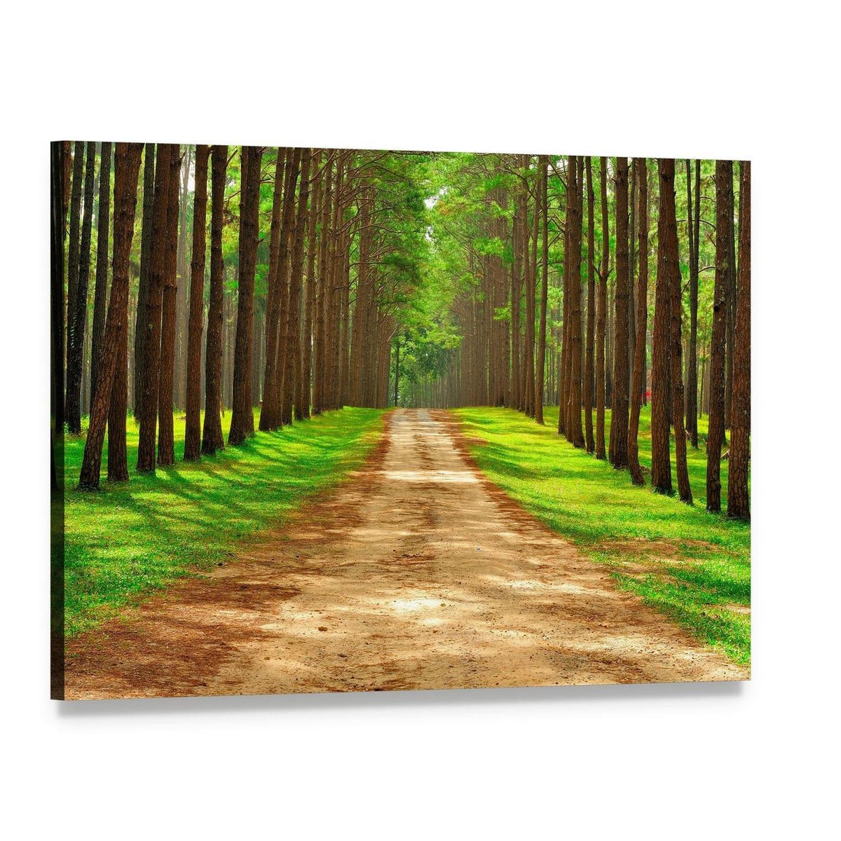 Pine Forest in Thailand Canvas Wall Art, single panel gallery wrapped canvas, angled product view