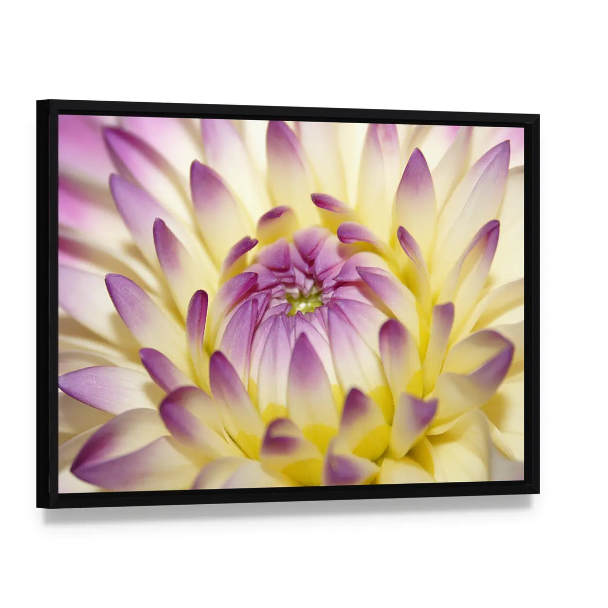 Macro Pink Flower Canvas Wall Art, framed canvas in a black floater frame, angled product view