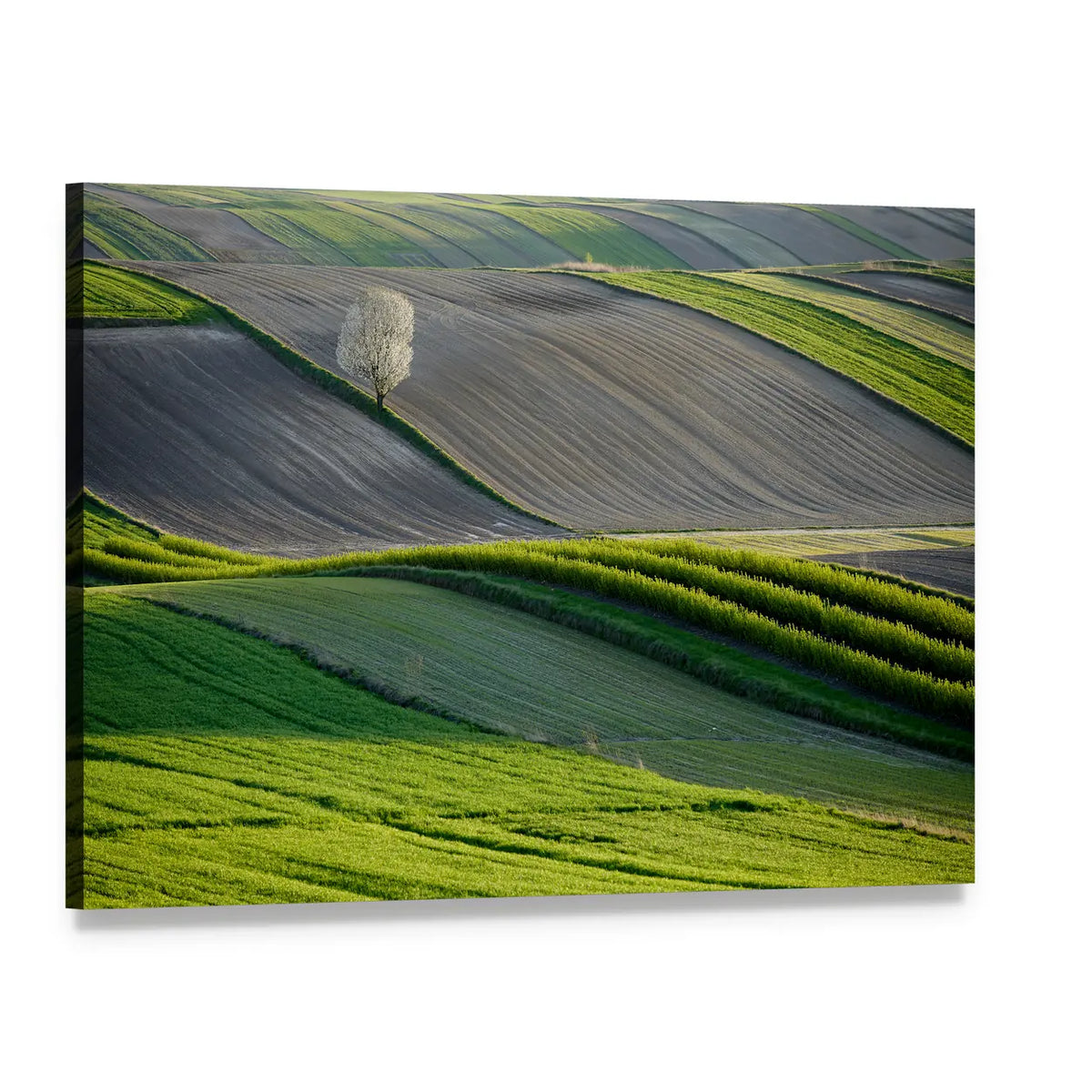 Wavy Fields In Poland Canvas Wall Art, single panel gallery wrapped canvas, angled product view