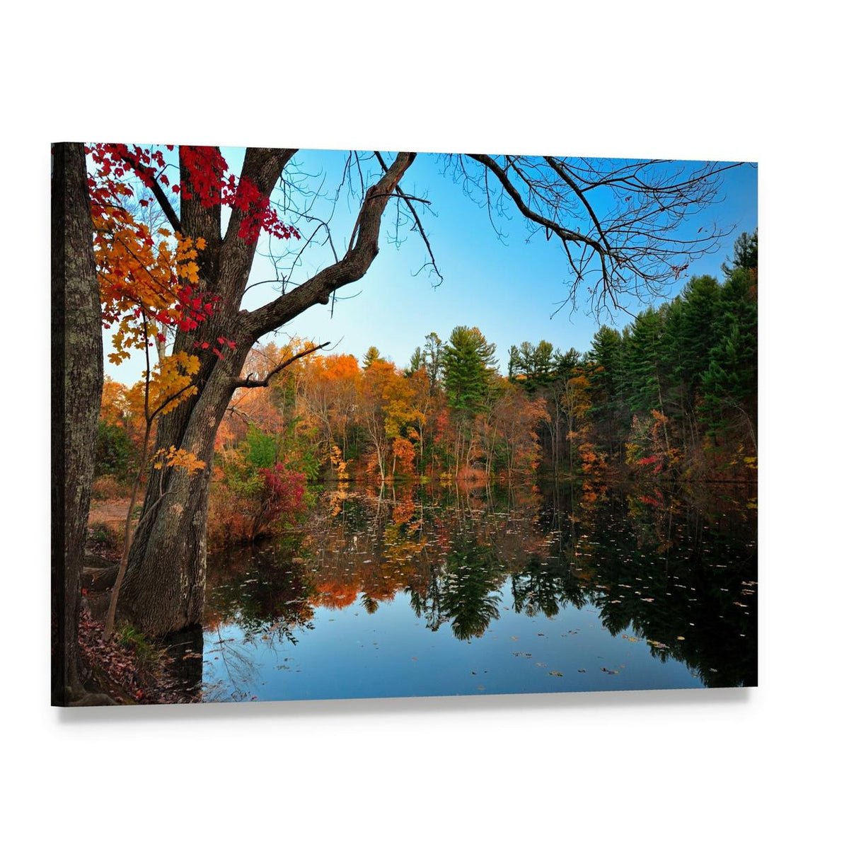 Peak Fall Foliage at Pine Grove Canvas Wall Art, single panel gallery wrapped canvas, angled product view