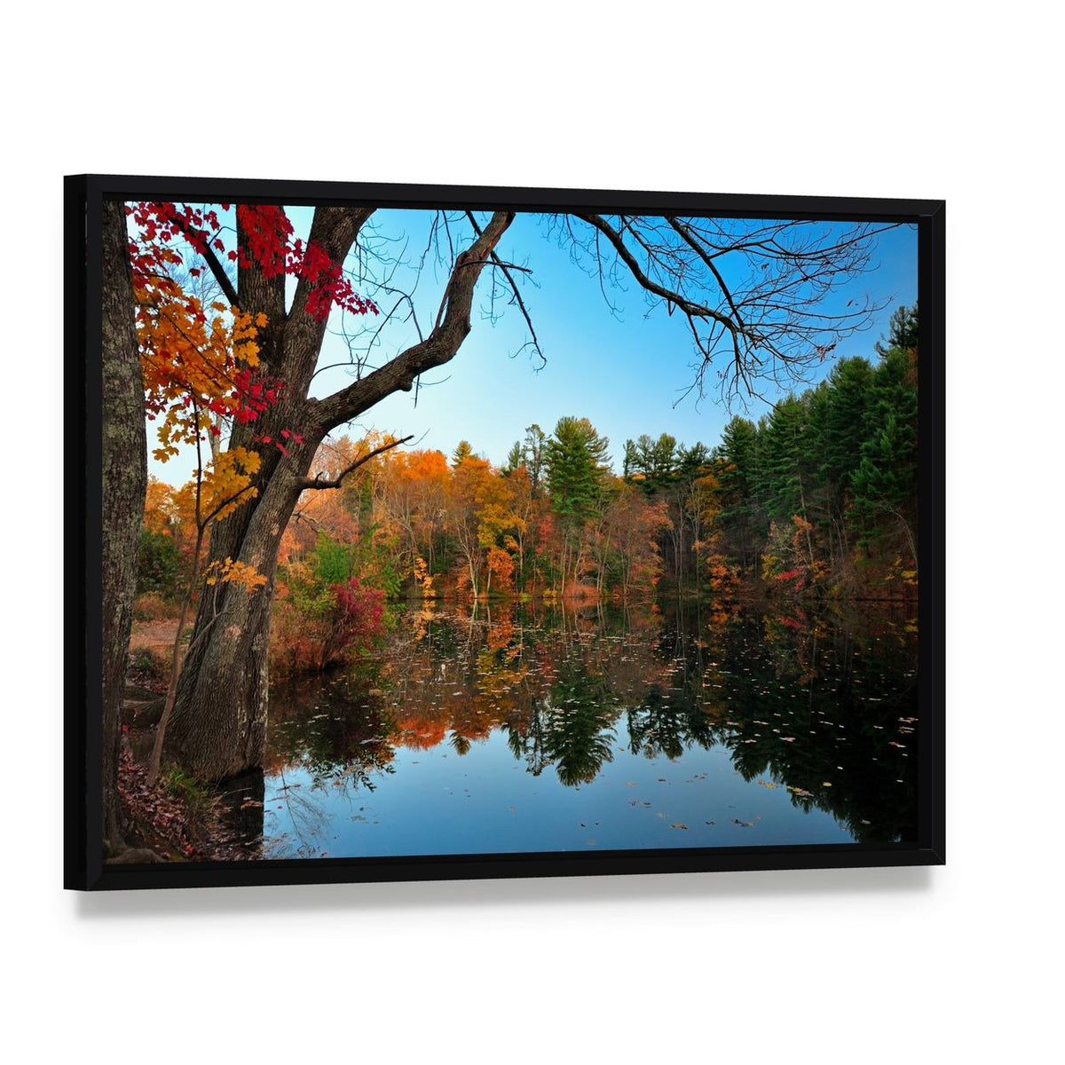 Peak Fall Foliage at Pine Grove Canvas Wall Art, framed canvas in a black floater frame, angled product view