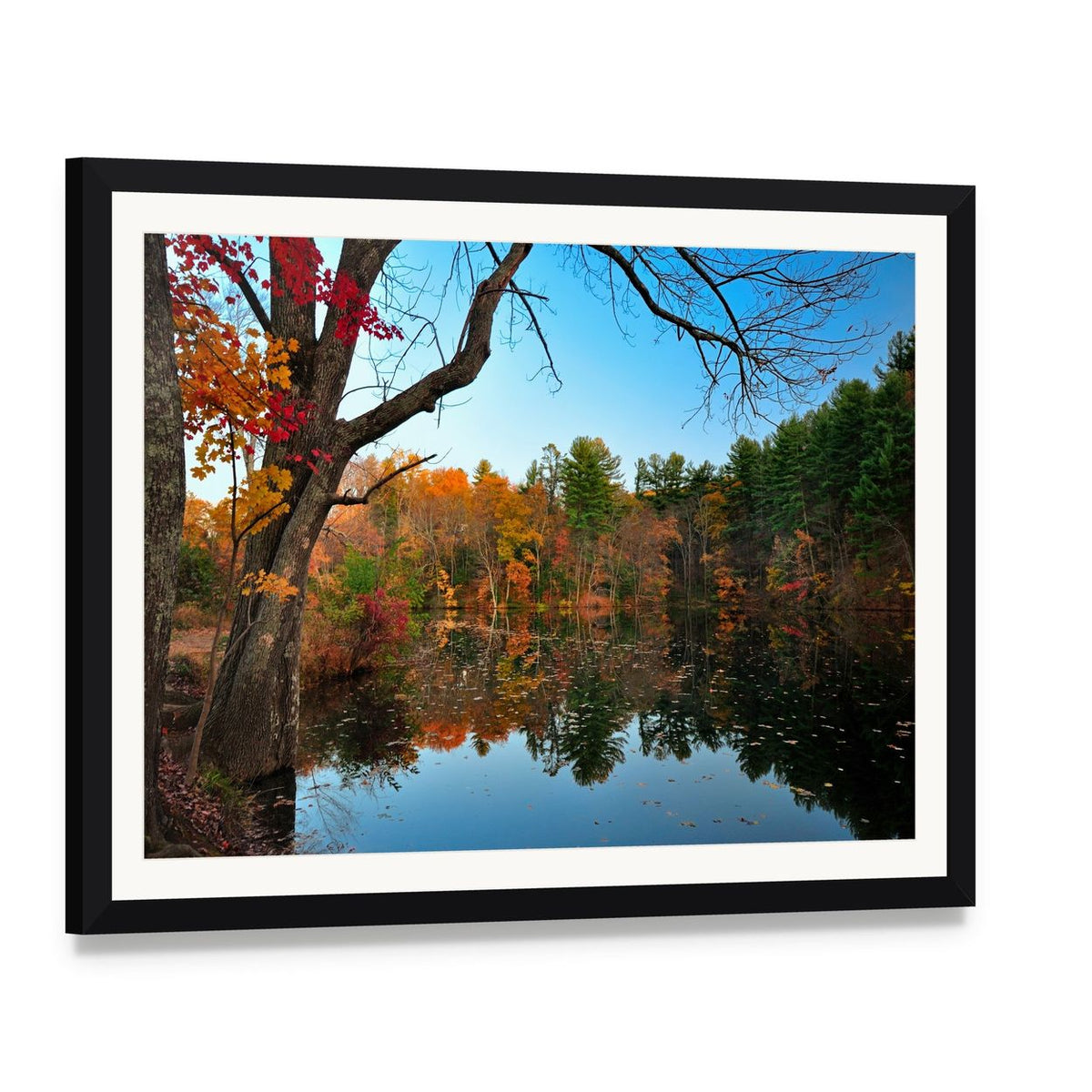 Peak Fall Foliage at Pine Grove Canvas Wall Art, framed print with white mat and black frame, angled product view