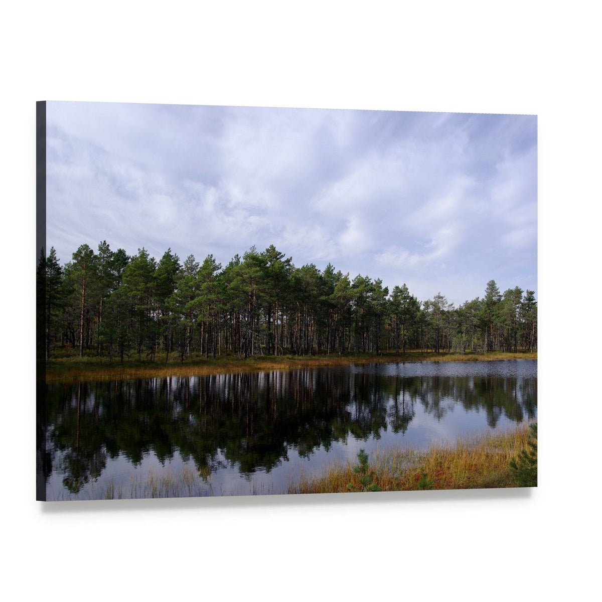Viru Raba Swamp in Estonia Canvas Wall Art, single panel gallery wrapped canvas, angled product view