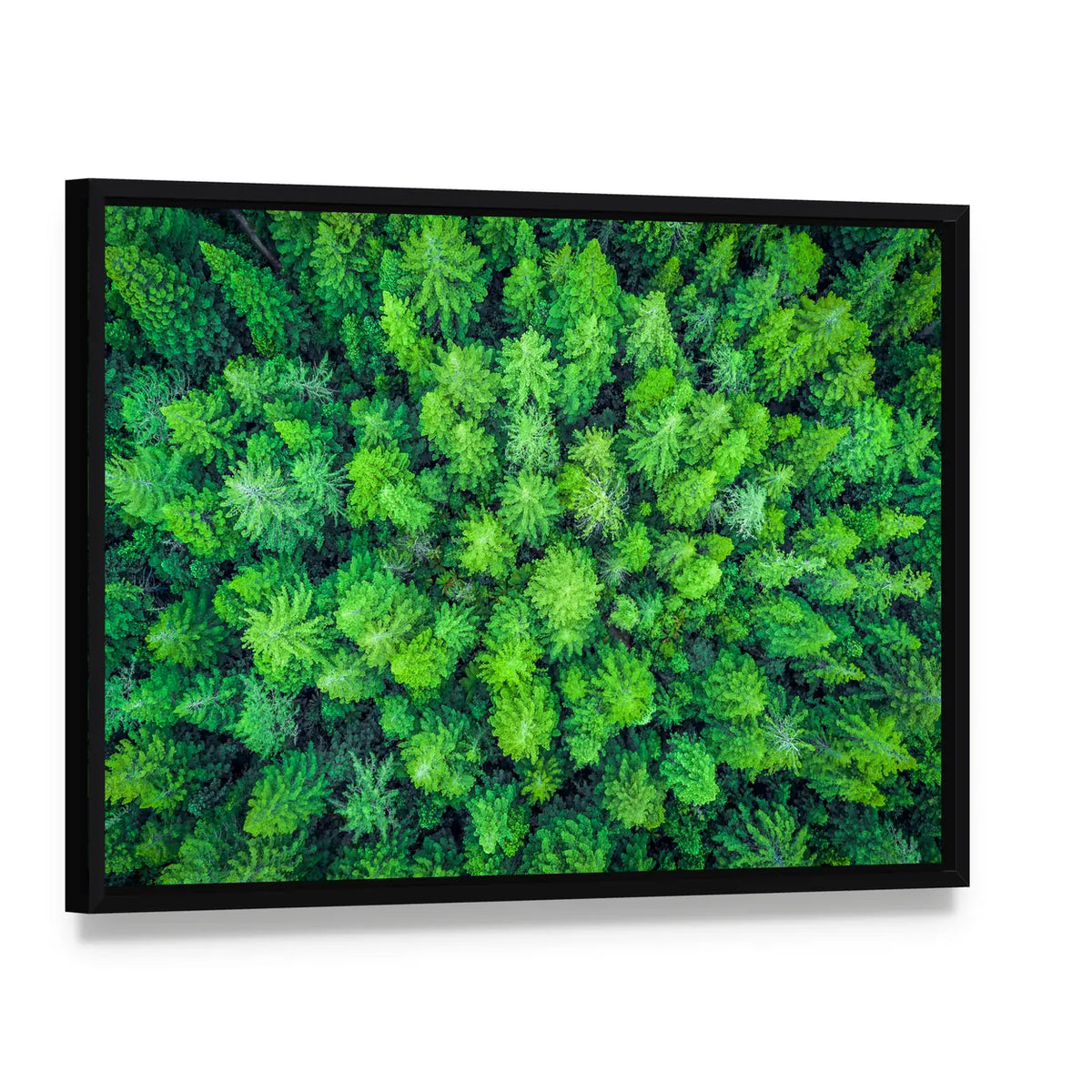 Aerial View Of Redwood Whakarewarewa Forest Canvas Wall Art, framed canvas in a black floater frame, angled product view