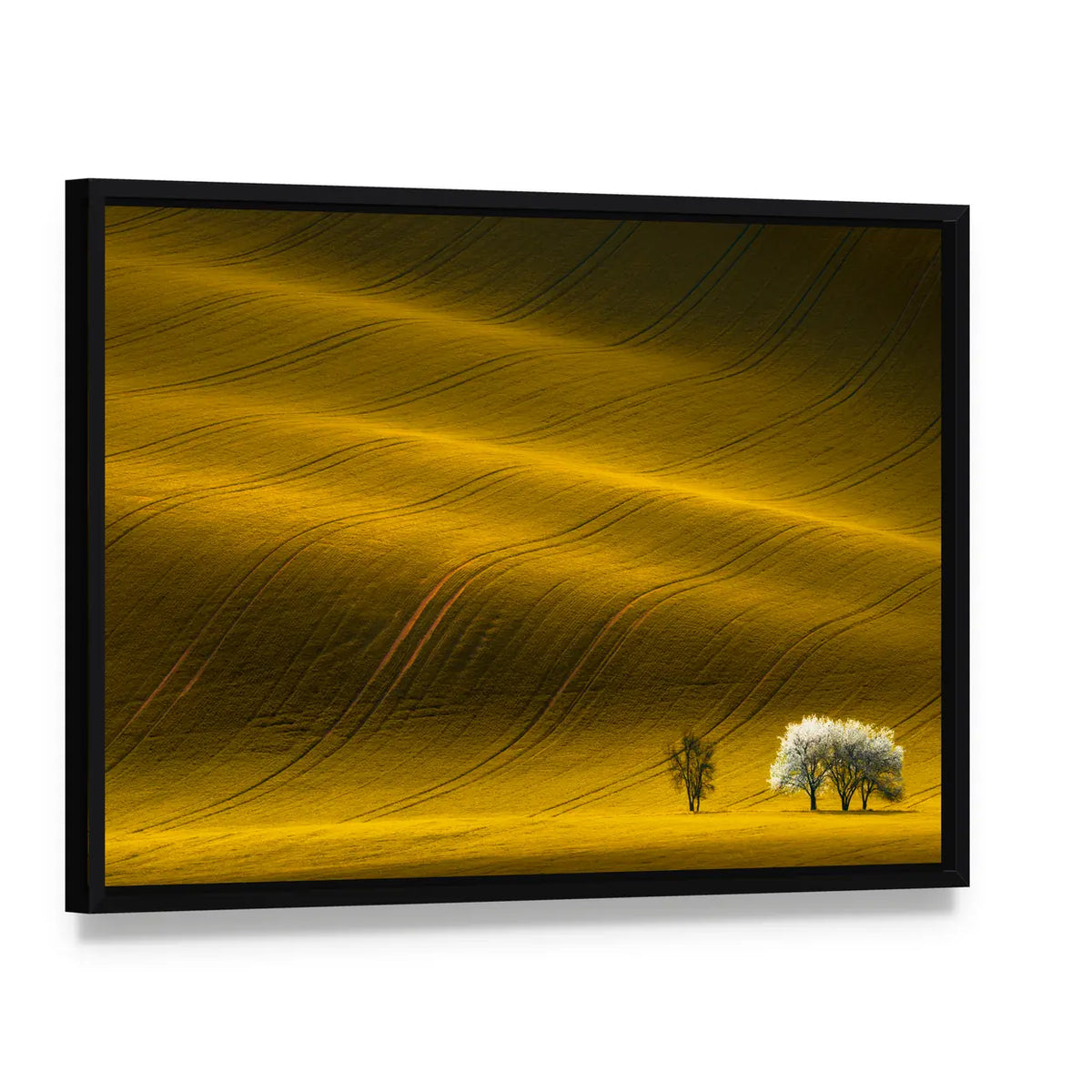 Spring Wavy Yellow Rapeseed Field Canvas Wall Art, framed canvas in a black floater frame, angled product view