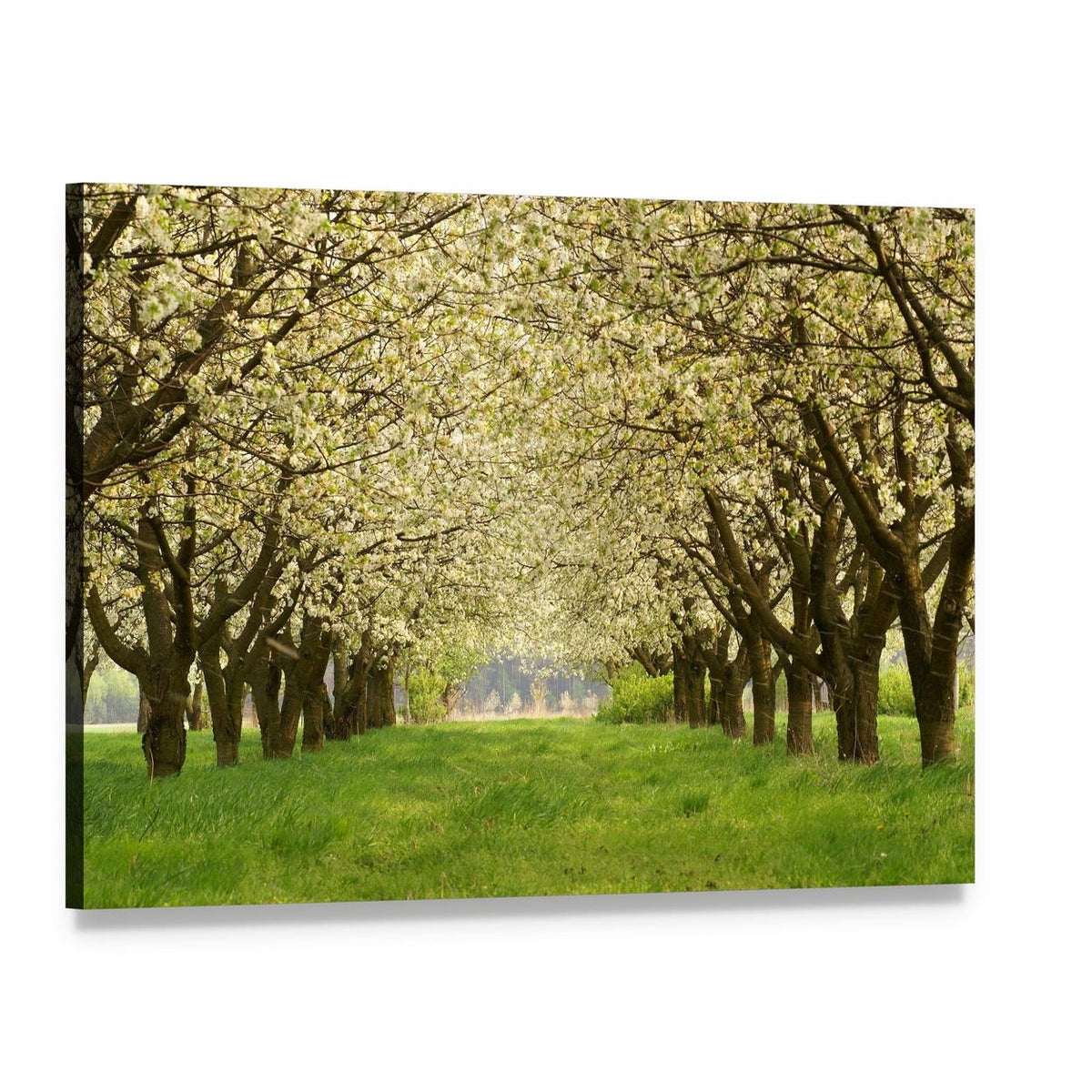 Spring in Cherry Orchard Poland Canvas Wall Art, single panel gallery wrapped canvas, angled product view