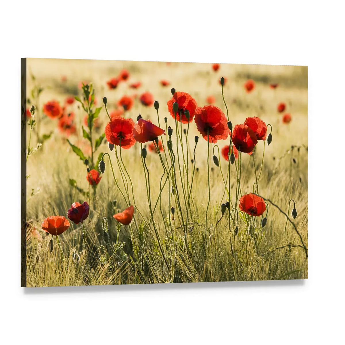 Red Poppy Field Canvas Wall Art, single panel gallery wrapped canvas, angled product view