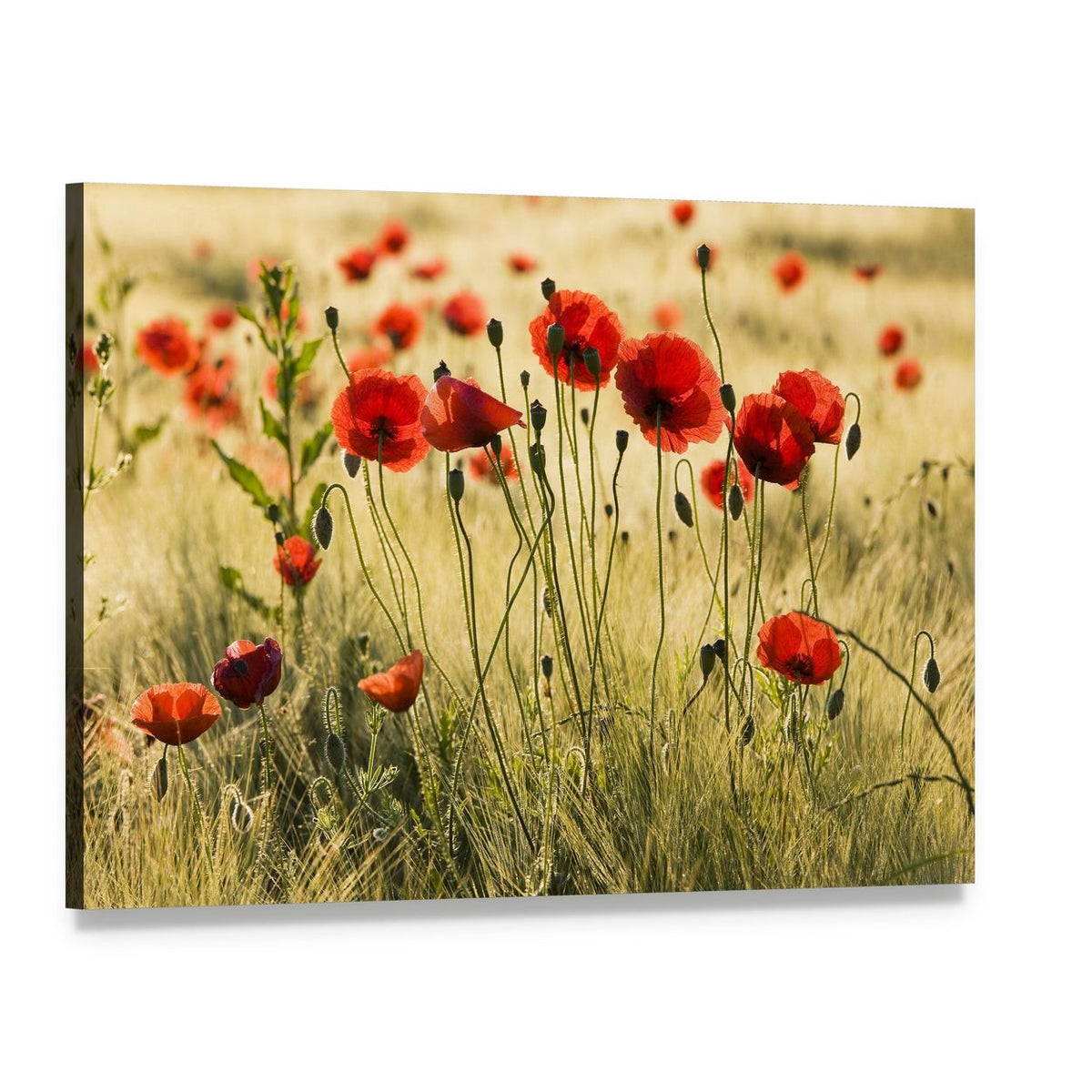 Poppy Flower Field Canvas Wall Art, single panel gallery wrapped canvas, angled product view