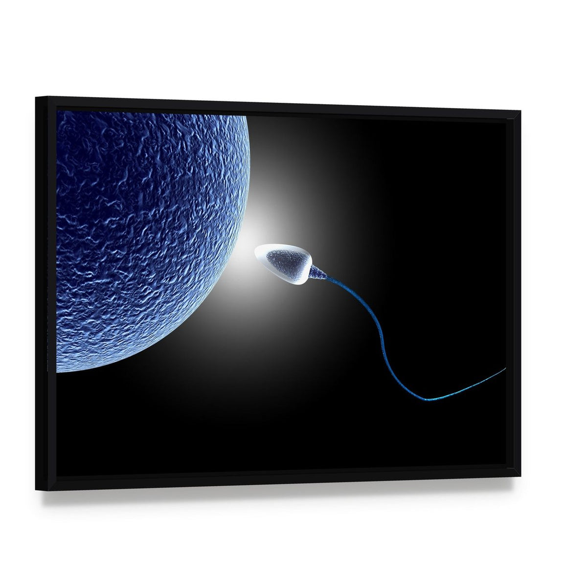 Human Sperm and Egg Close-up Canvas Wall Art, framed canvas in a black floater frame, angled product view