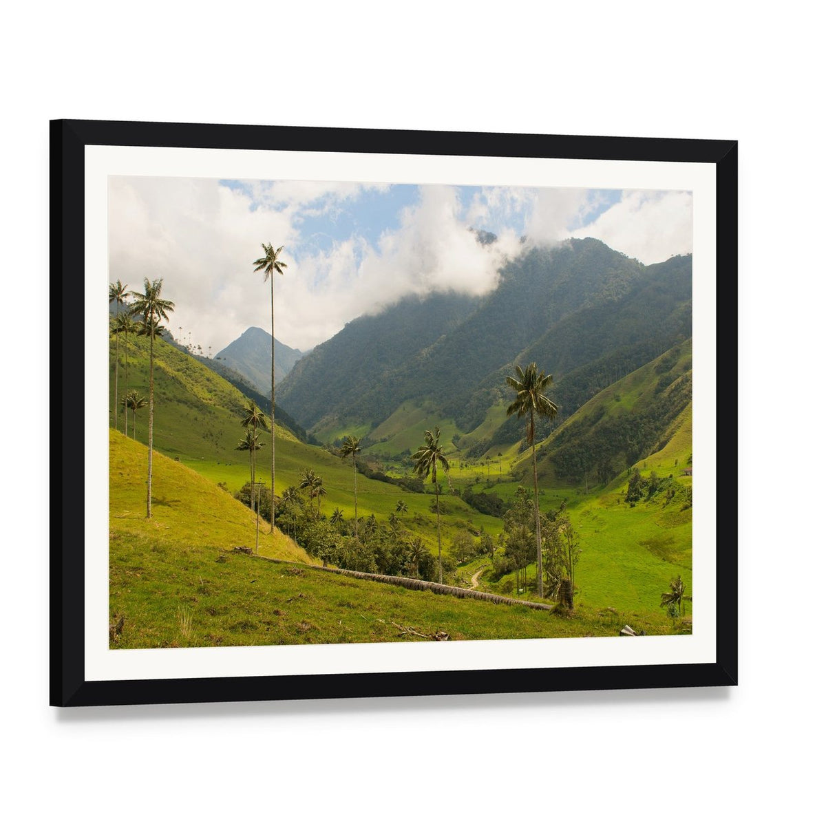 Wax Palm Trees of Cocora Valley Canvas Wall Art, framed print with white mat and black frame, angled product view