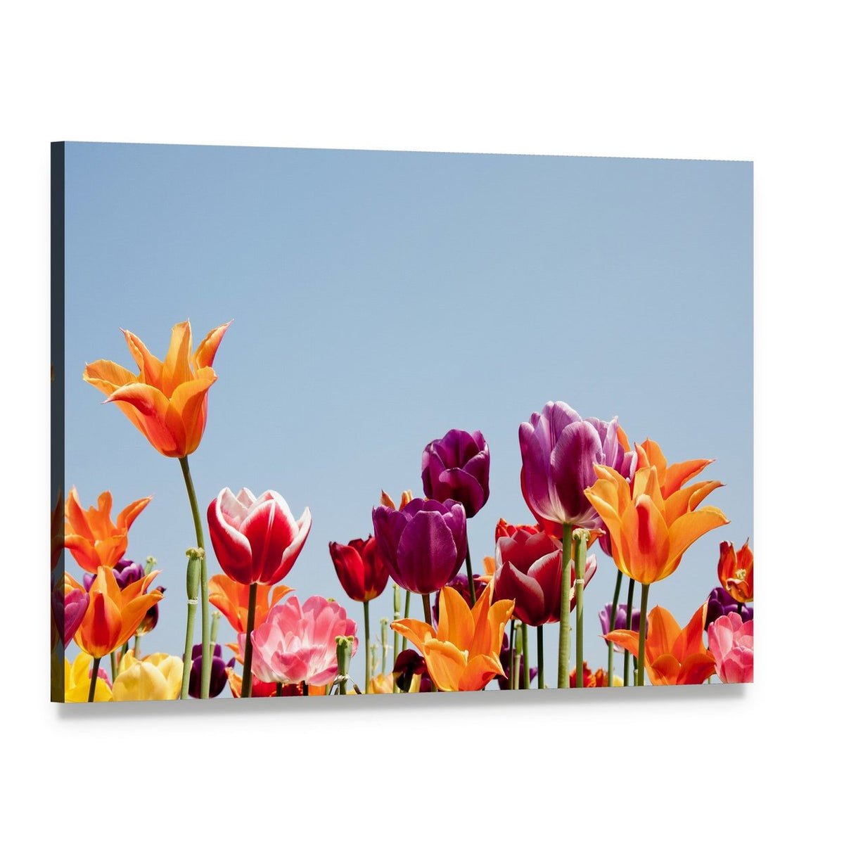 Multicolor Tulips Canvas Wall Art, single panel gallery wrapped canvas, angled product view