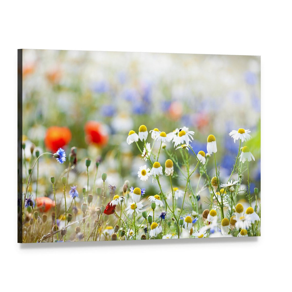 Blooming Wild Flowers Canvas Wall Art, single panel gallery wrapped canvas, angled product view
