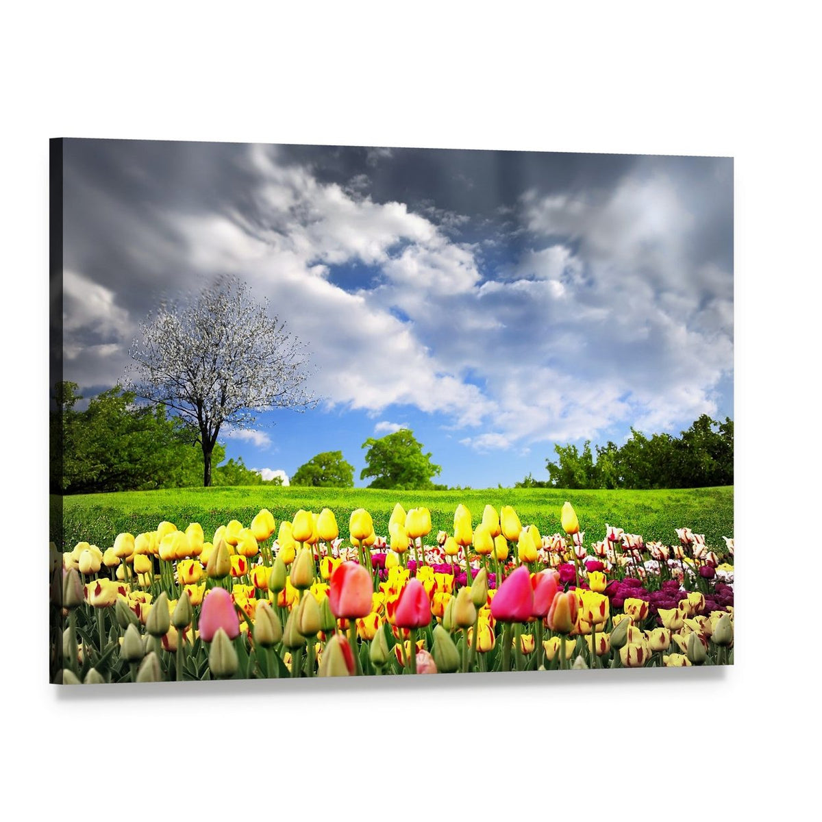Tulips and Spring Meadow Canvas Wall Art, single panel gallery wrapped canvas, angled product view