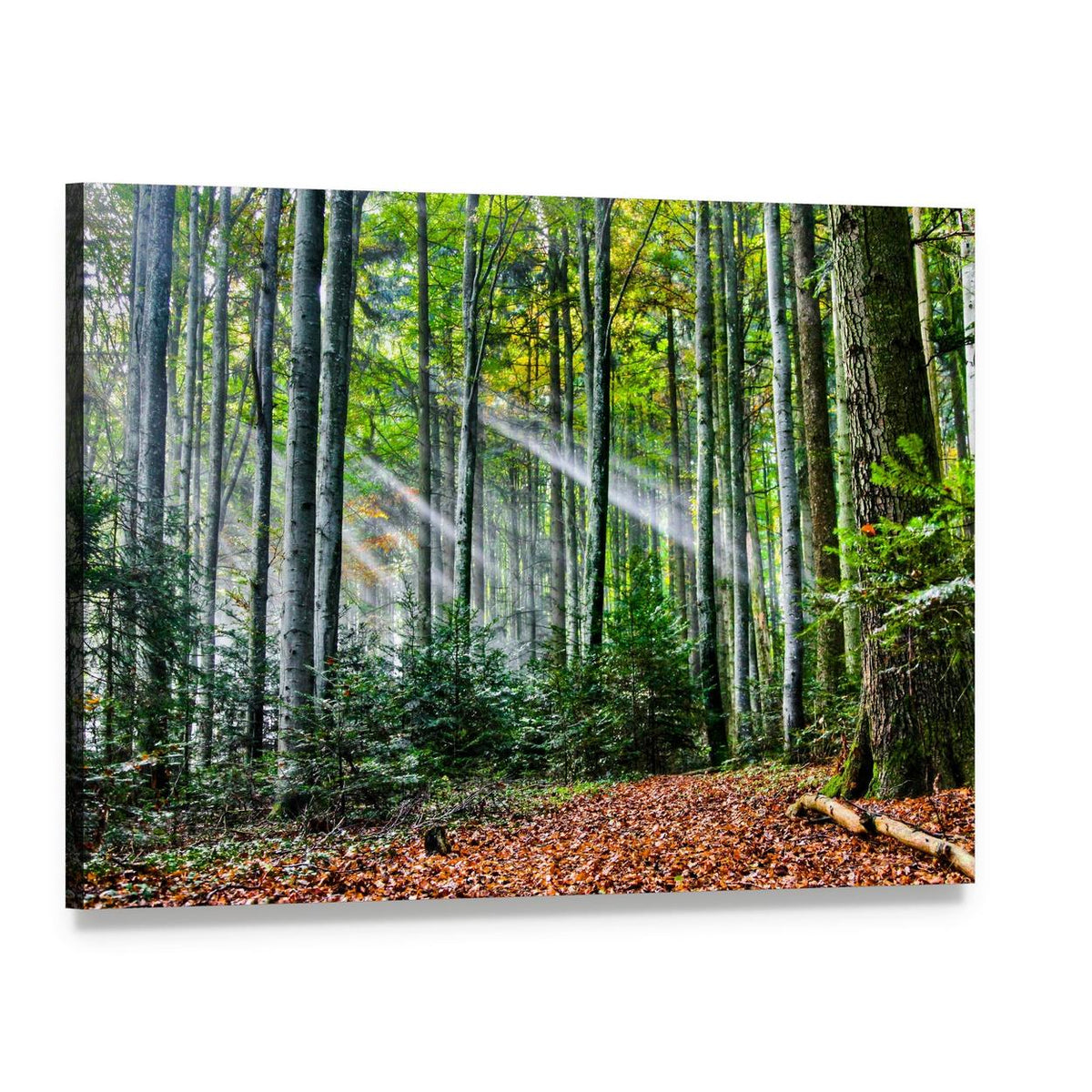 Sunlight Through Trees in Autumn Forest Canvas Wall Art, single panel gallery wrapped canvas, angled product view