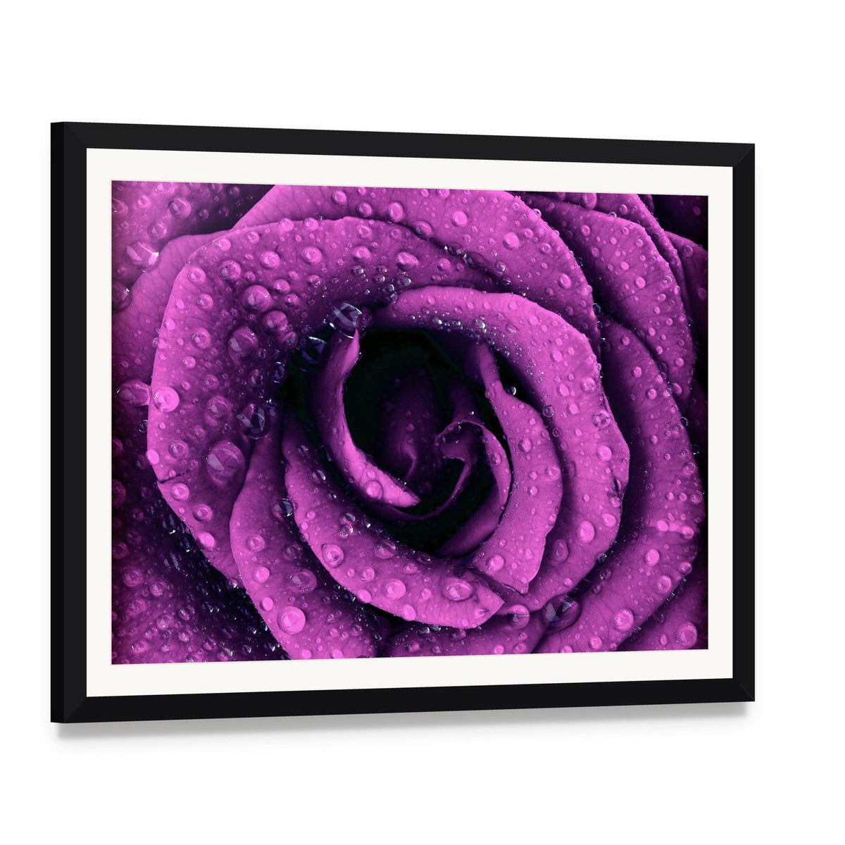 Purple Rose with Dew Drops Canvas Wall Art, framed print with white mat and black frame, angled product view