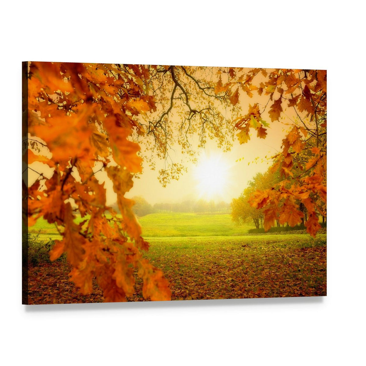 Autumn Forest with Sunlight Canvas Wall Art, single panel gallery wrapped canvas, angled product view