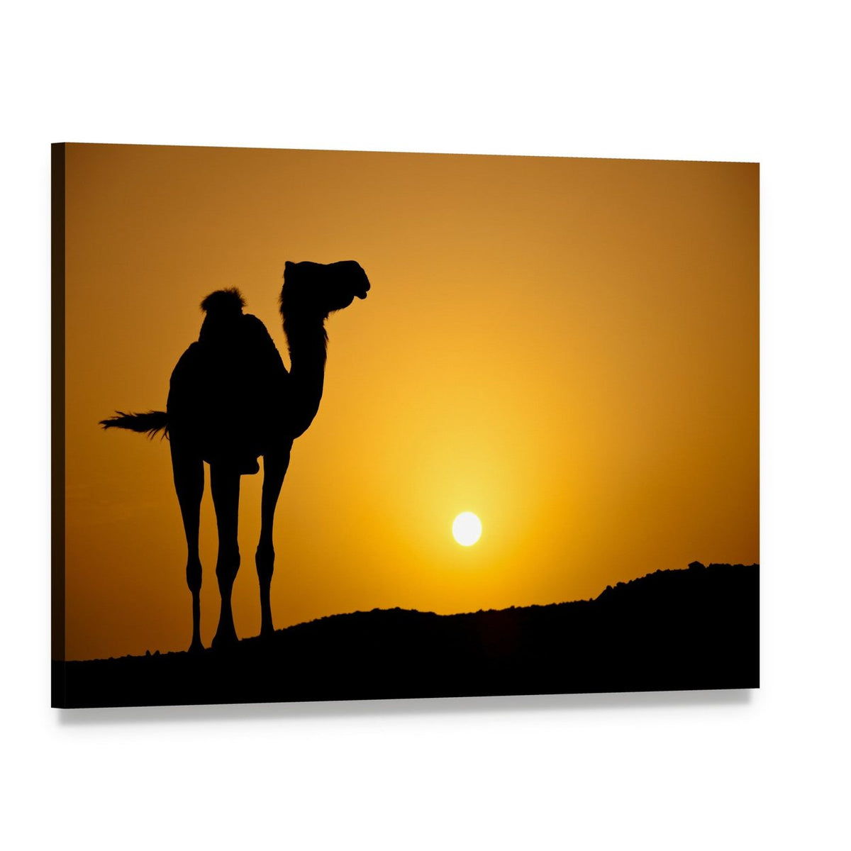 Silhouette of a Wild Camel at Sunset Canvas Wall Art, single panel gallery wrapped canvas, angled product view