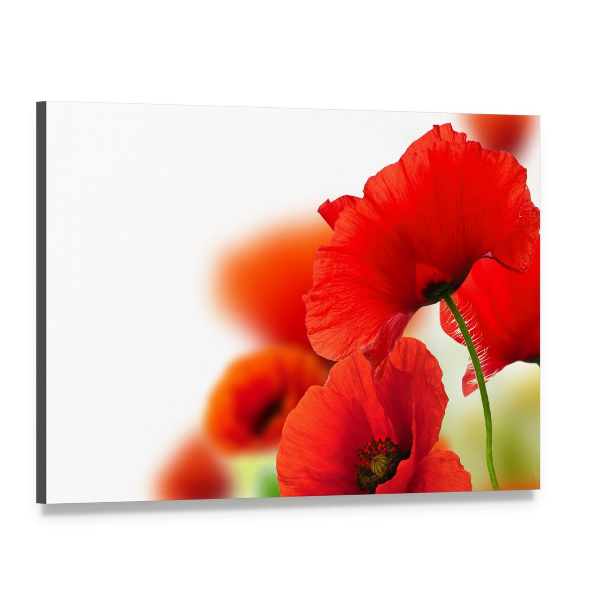Red Poppies Canvas Wall Art, single panel gallery wrapped canvas, angled product view