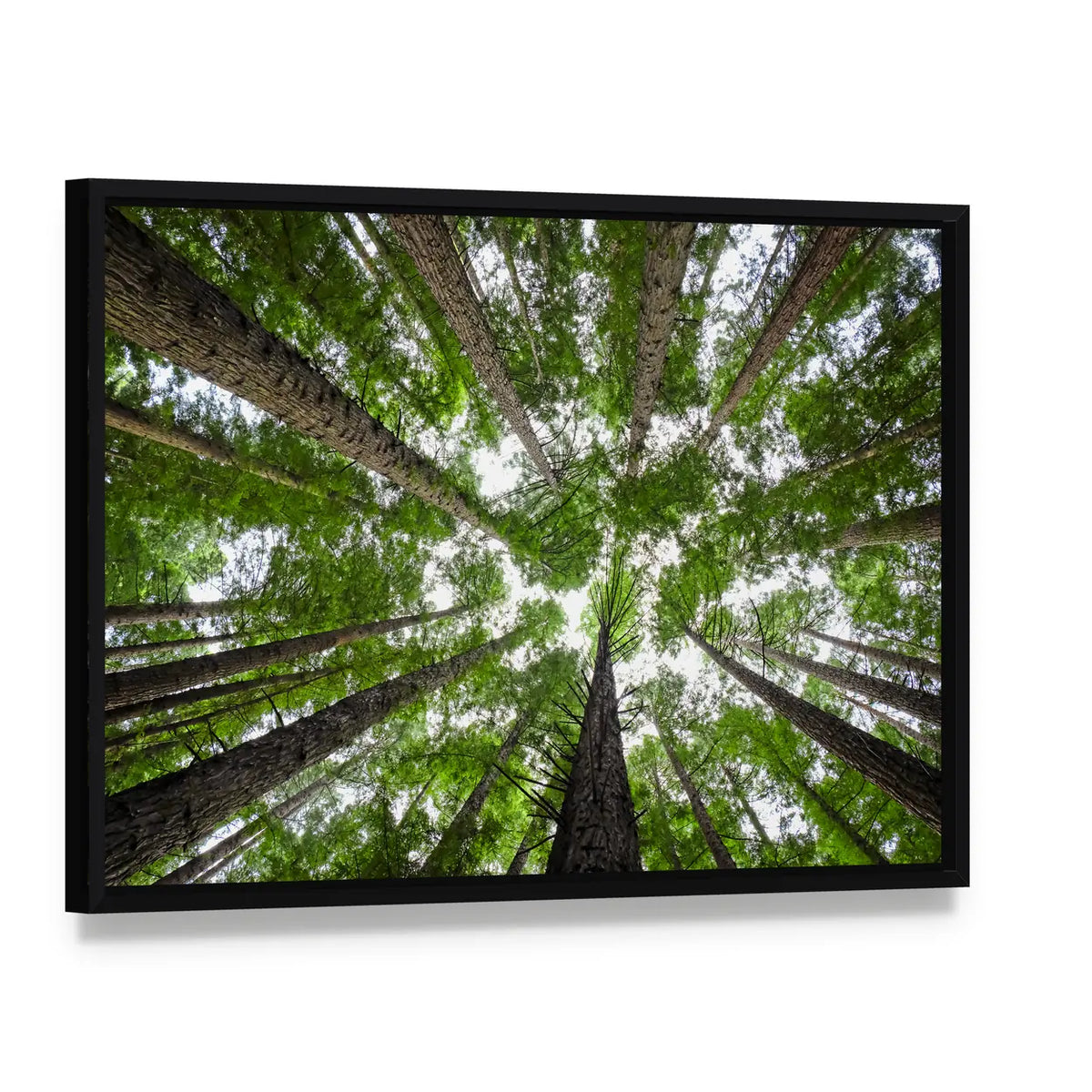 Redwood Tree Canopy Canvas Wall Art, framed canvas in a black floater frame, angled product view