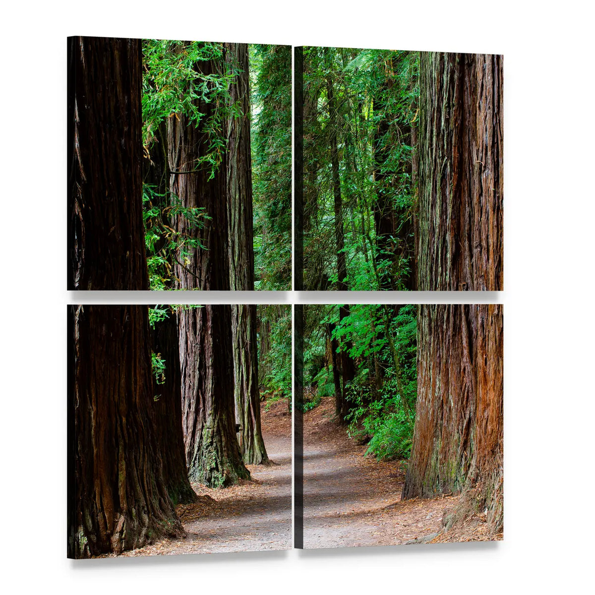 Redwood Forest Path Canvas Wall Art, 4 panel 4 Square layout gallery wrapped canvas set, angled product view