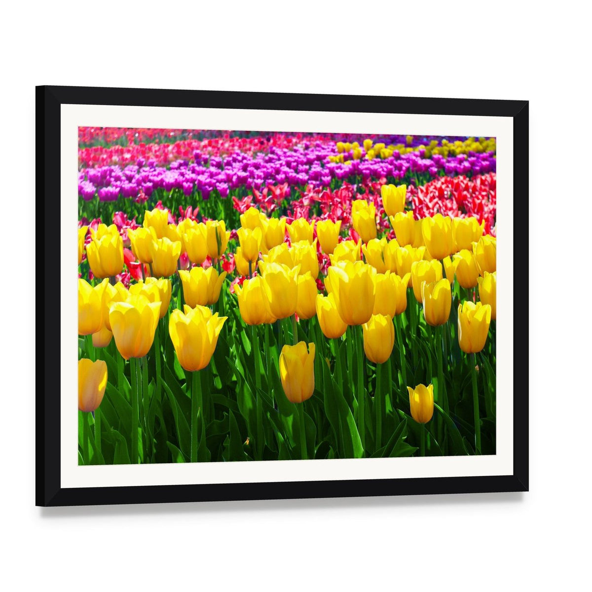 Tulips Field Yellow Flowers Canvas Wall Art, framed print with white mat and black frame, angled product view