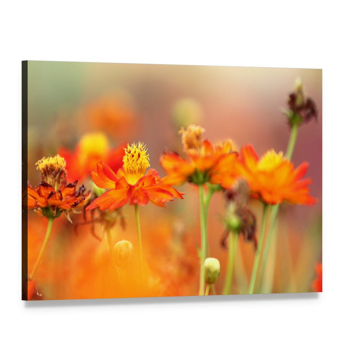 Orange Cosmos Flower Canvas Wall Art, single panel gallery wrapped canvas, angled product view