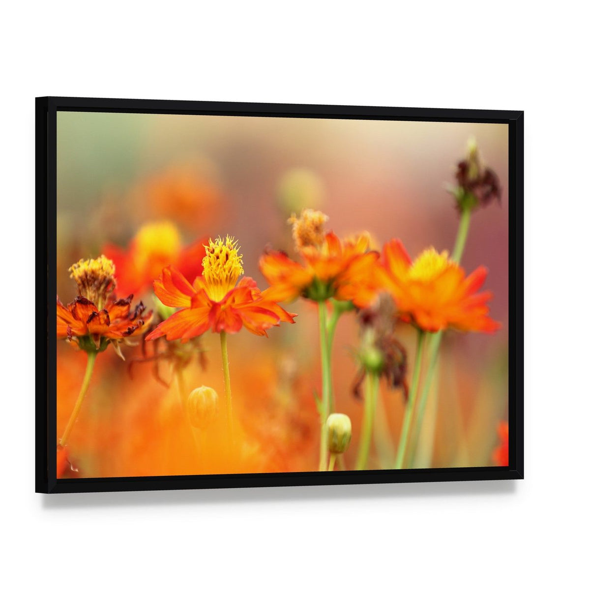Orange Cosmos Flower Canvas Wall Art, framed canvas in a black floater frame, angled product view