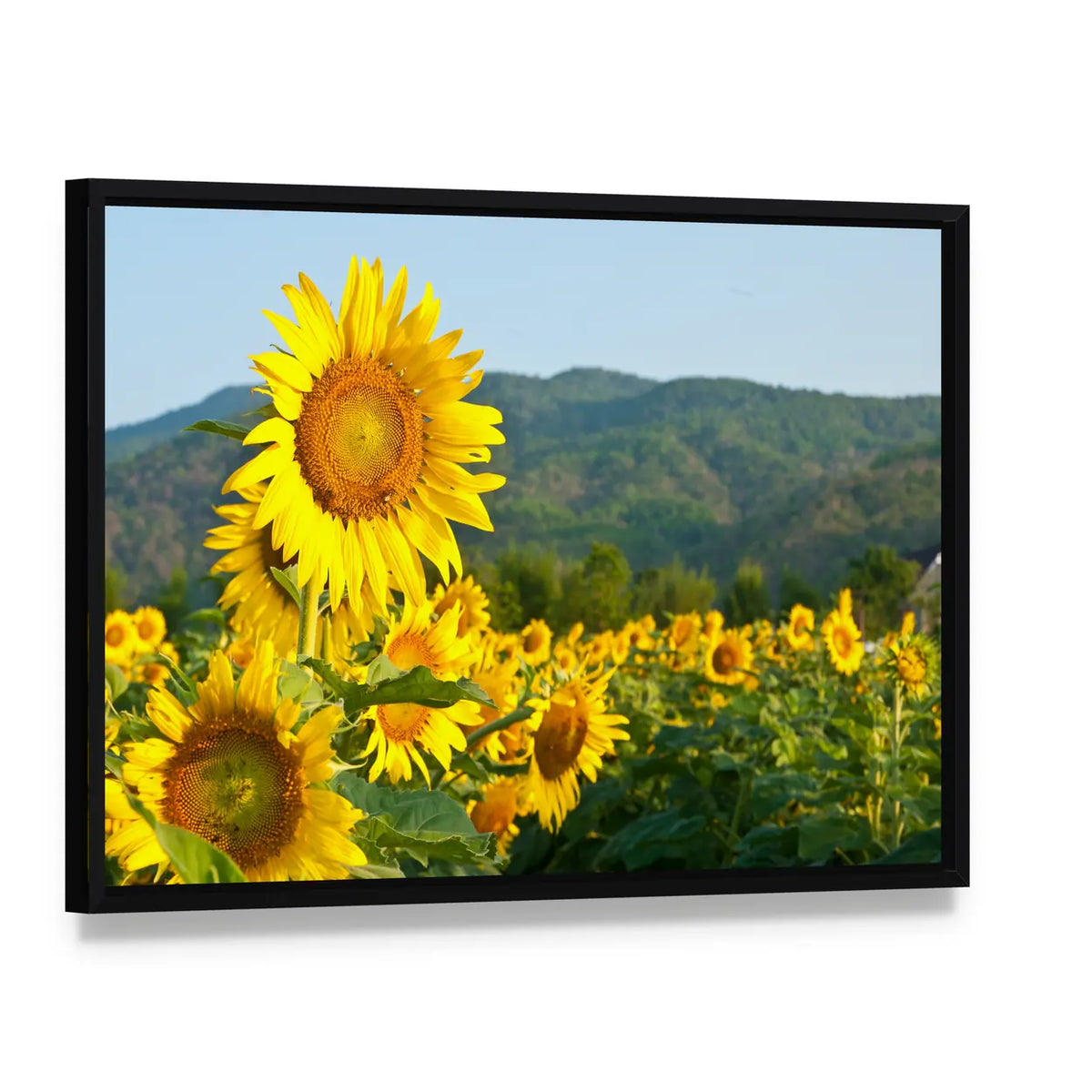 Sunflower Field and Green Mountains Canvas Wall Art, framed canvas in a black floater frame, angled product view