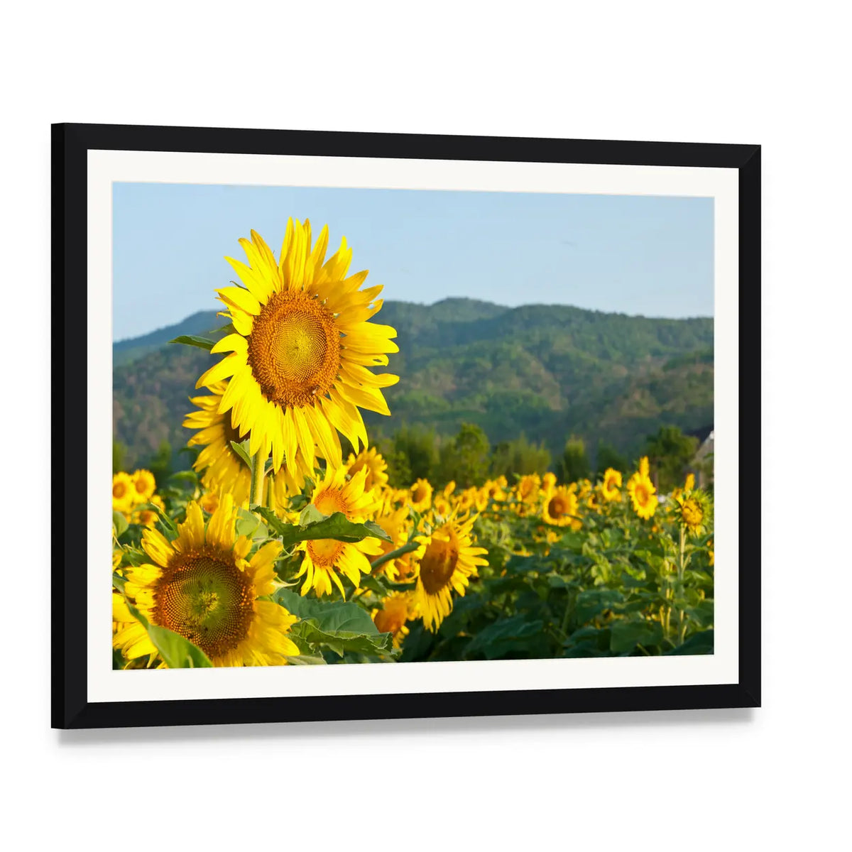 Sunflower Field and Green Mountains Canvas Wall Art, framed print with white mat and black frame, angled product view