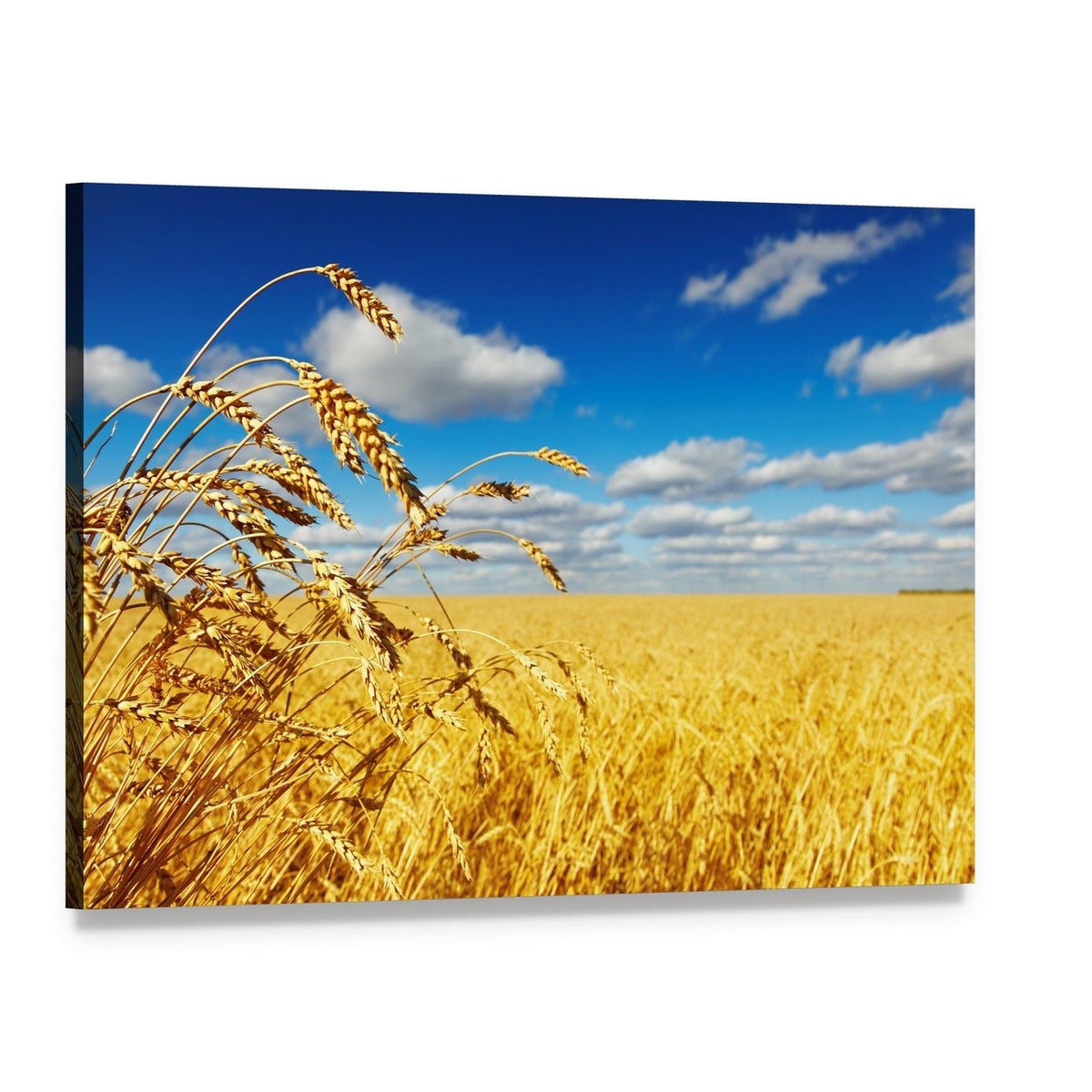 Ripe Wheat Ears Over Wheat Field Canvas Wall Art, single panel gallery wrapped canvas, angled product view
