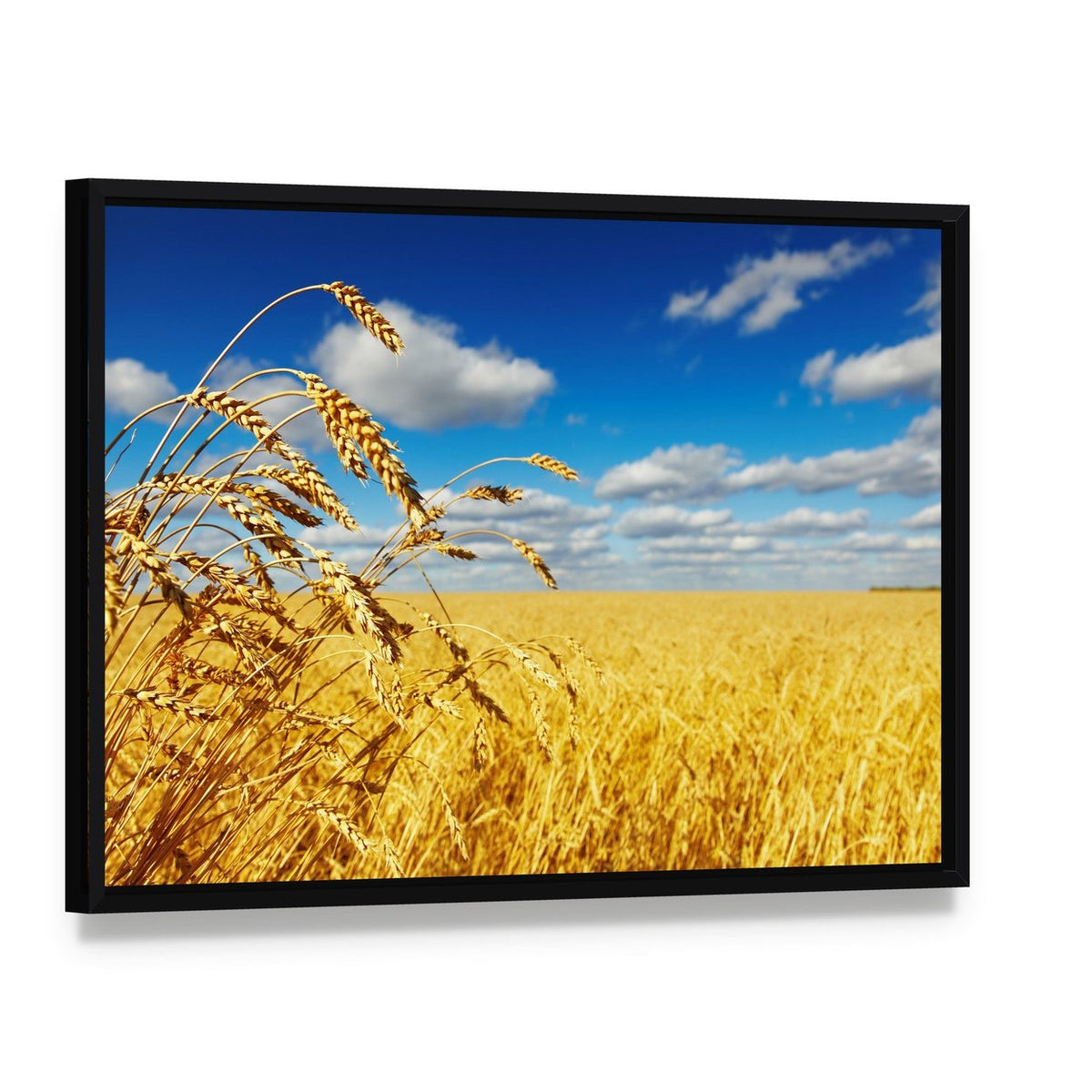Ripe Wheat Ears Over Wheat Field Canvas Wall Art, framed canvas in a black floater frame, angled product view