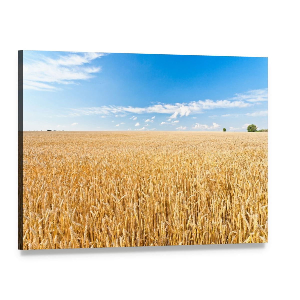 Ripe Wheat Field and Blue Sky with Clouds Canvas Wall Art, single panel gallery wrapped canvas, angled product view
