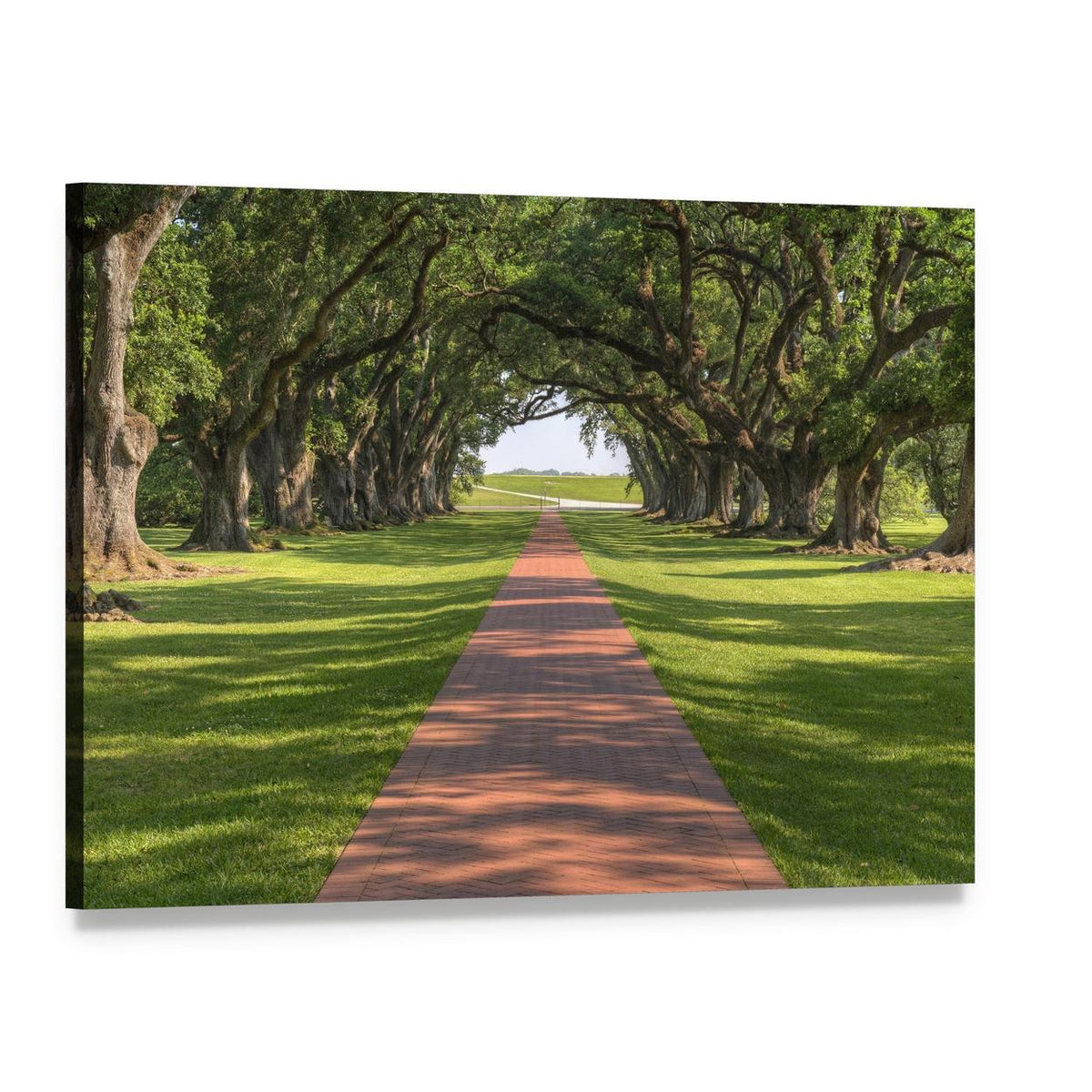 Oak Tree Lined Walkway Canvas Wall Art, single panel gallery wrapped canvas, angled product view