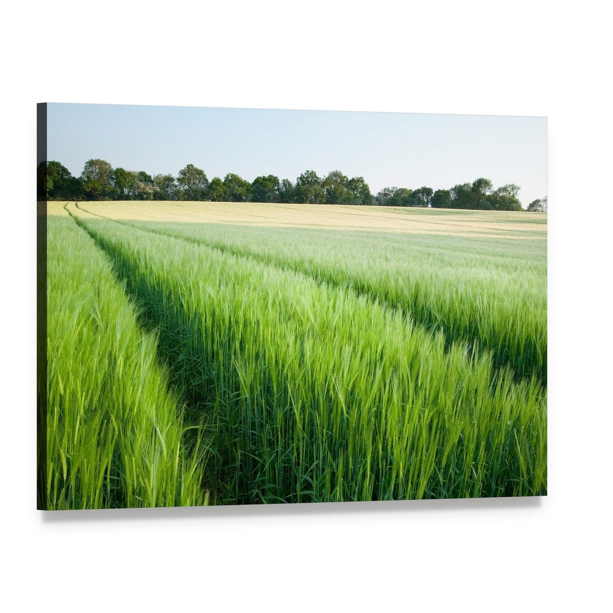 Green Wheat Field Canvas Wall Art, single panel gallery wrapped canvas, angled product view