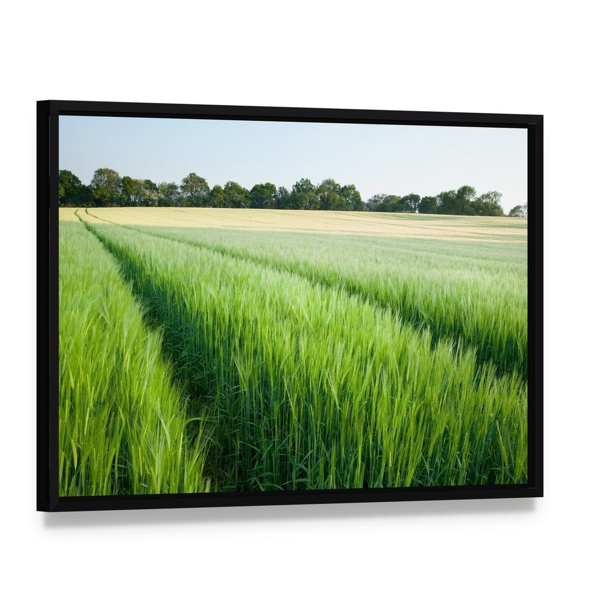 Green Wheat Field Canvas Wall Art, framed canvas in a black floater frame, angled product view