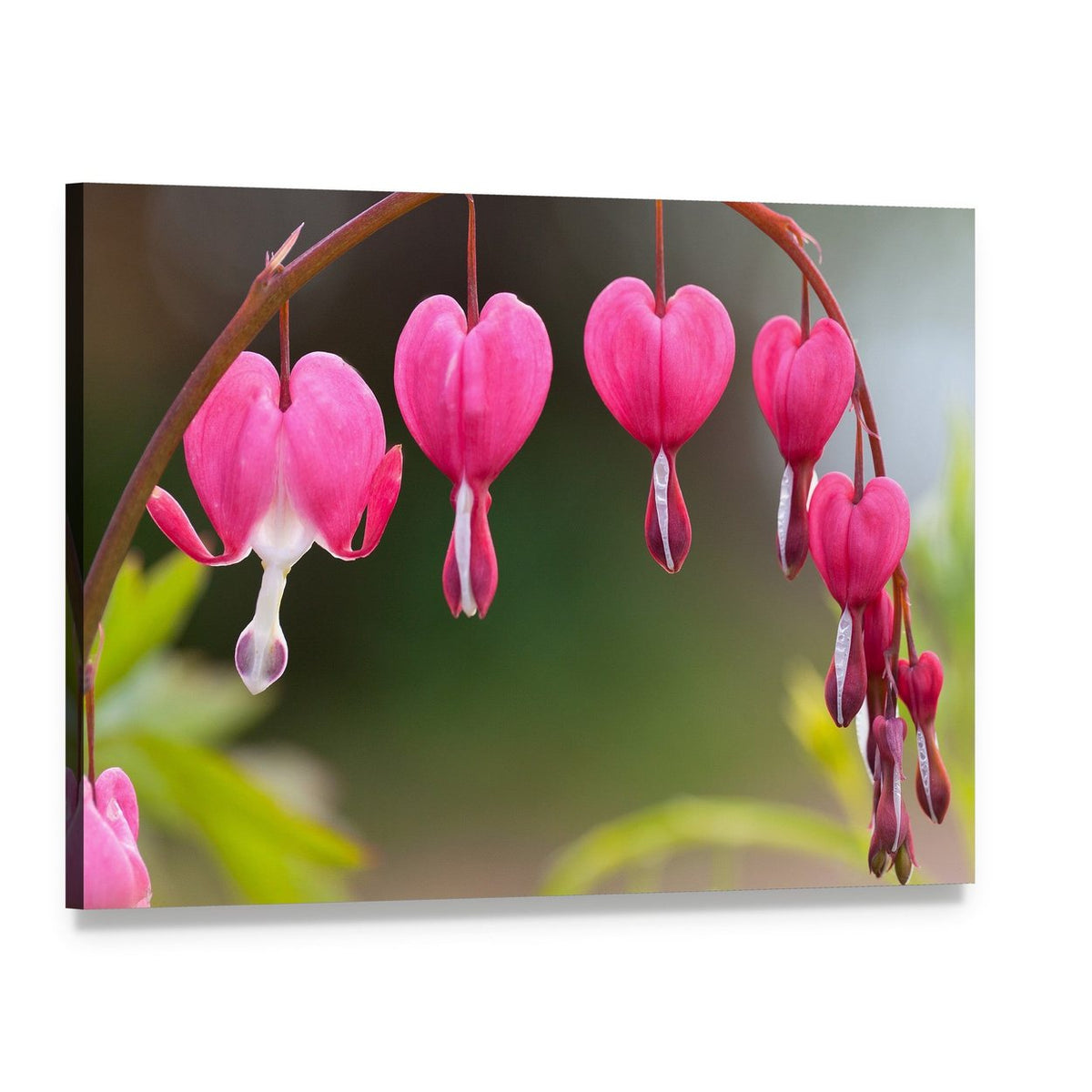 Bleeding Heart Flowers Canvas Wall Art, single panel gallery wrapped canvas, angled product view