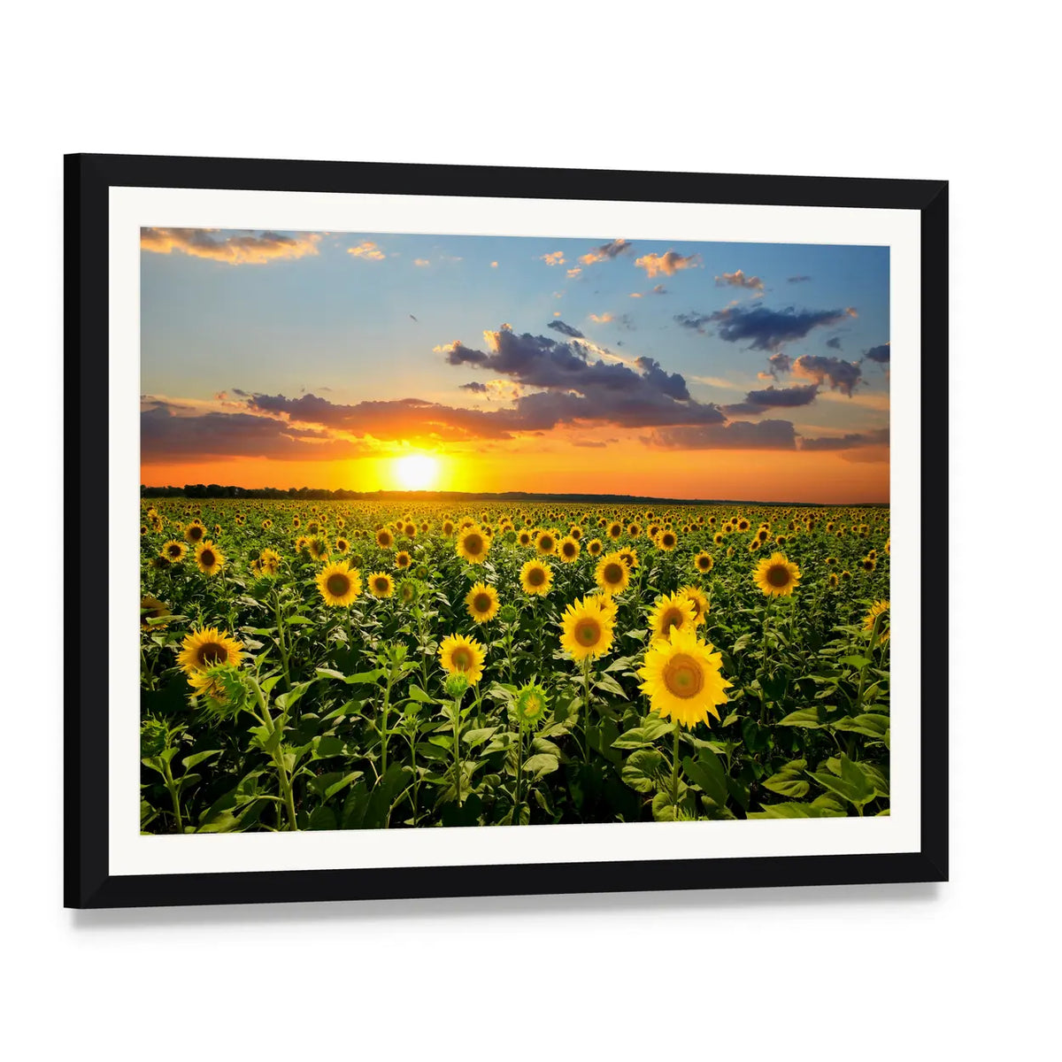 Sunflower Field at Sunset Canvas Wall Art, framed print with white mat and black frame, angled product view