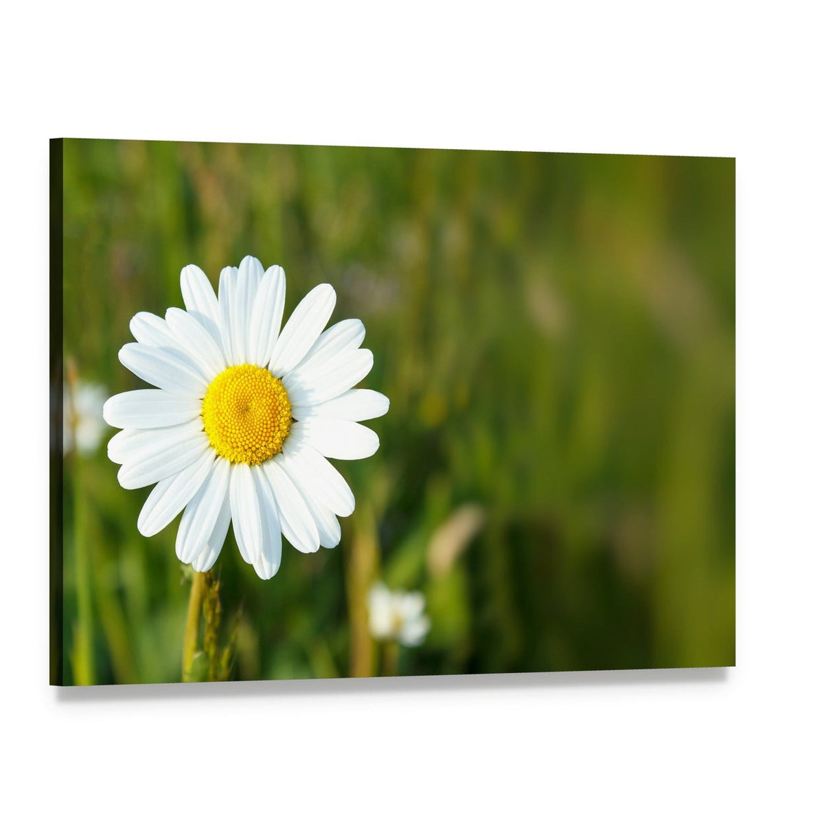 White Marguerite Flower Canvas Wall Art, single panel gallery wrapped canvas, angled product view