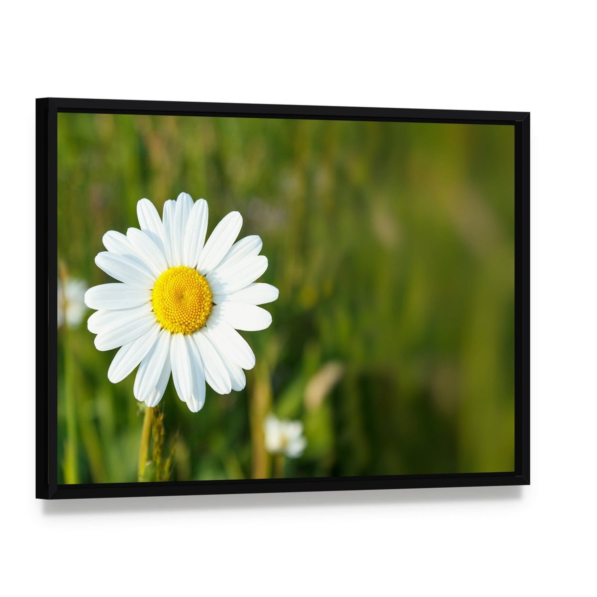 White Marguerite Flower Canvas Wall Art, framed canvas in a black floater frame, angled product view
