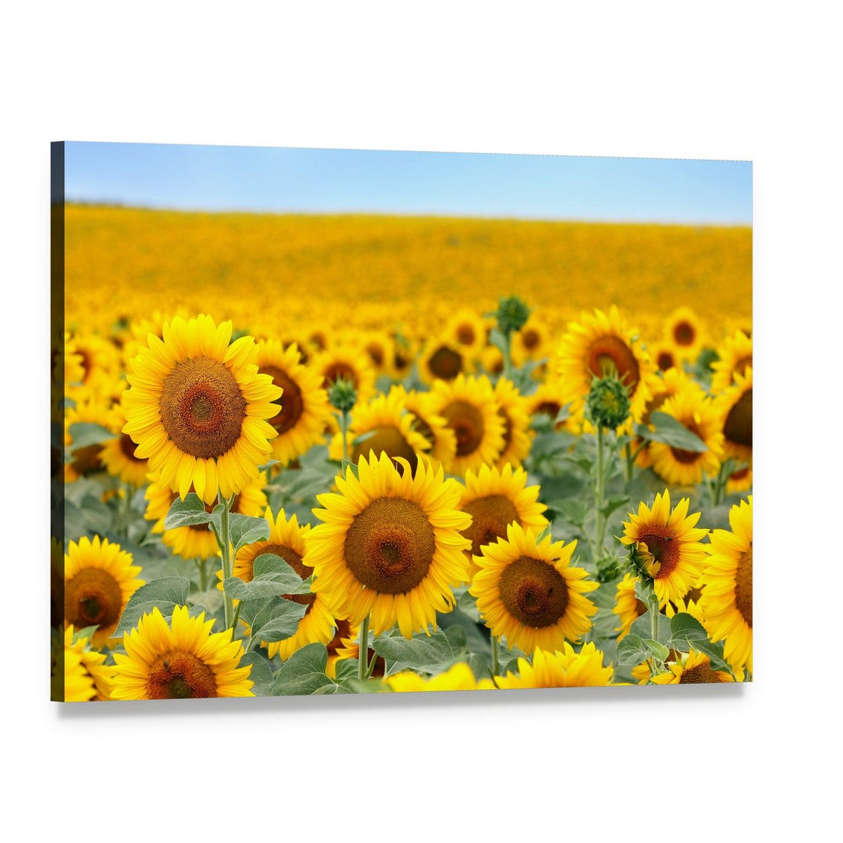 Sunflower Field Canvas Wall Art, single panel gallery wrapped canvas, angled product view