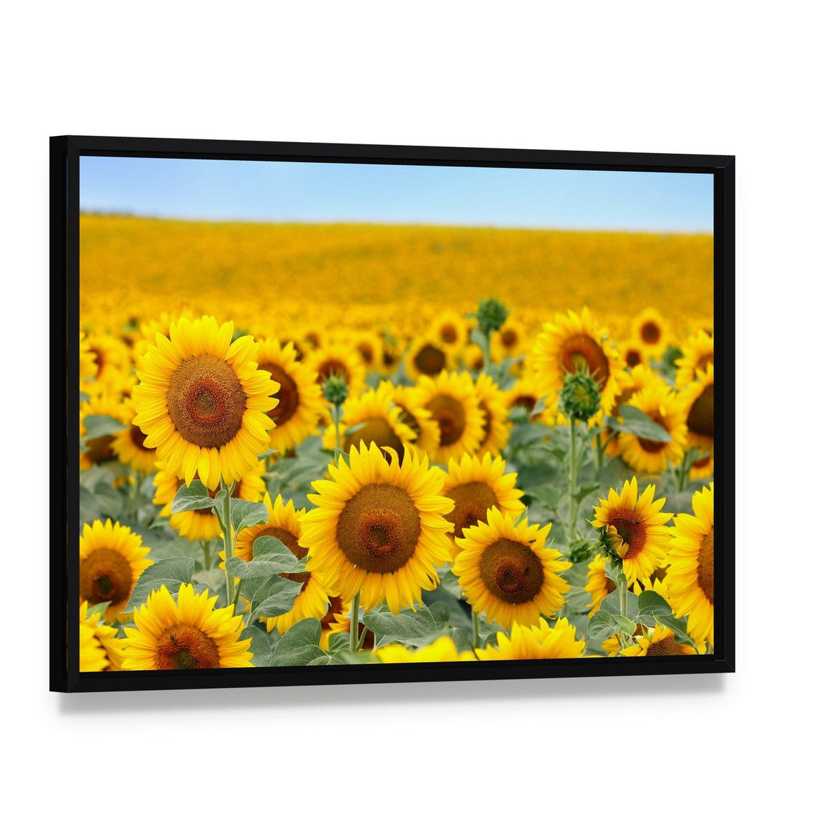 Sunflower Field Canvas Wall Art, framed canvas in a black floater frame, angled product view