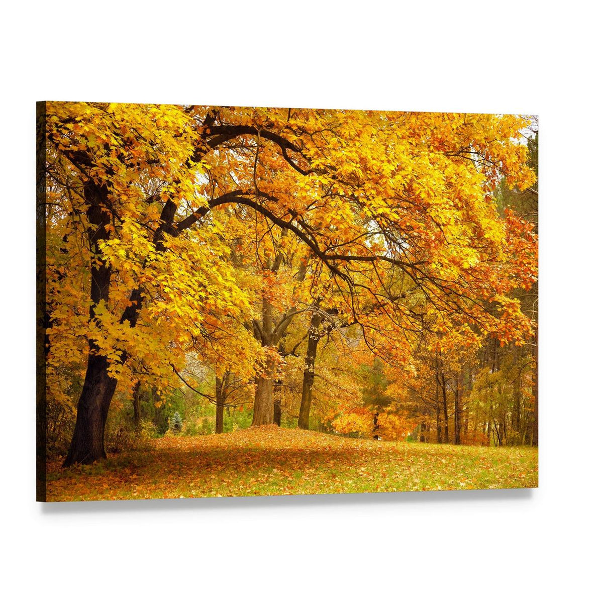 Golden Trees in Autumn Park Canvas Wall Art, single panel gallery wrapped canvas, angled product view