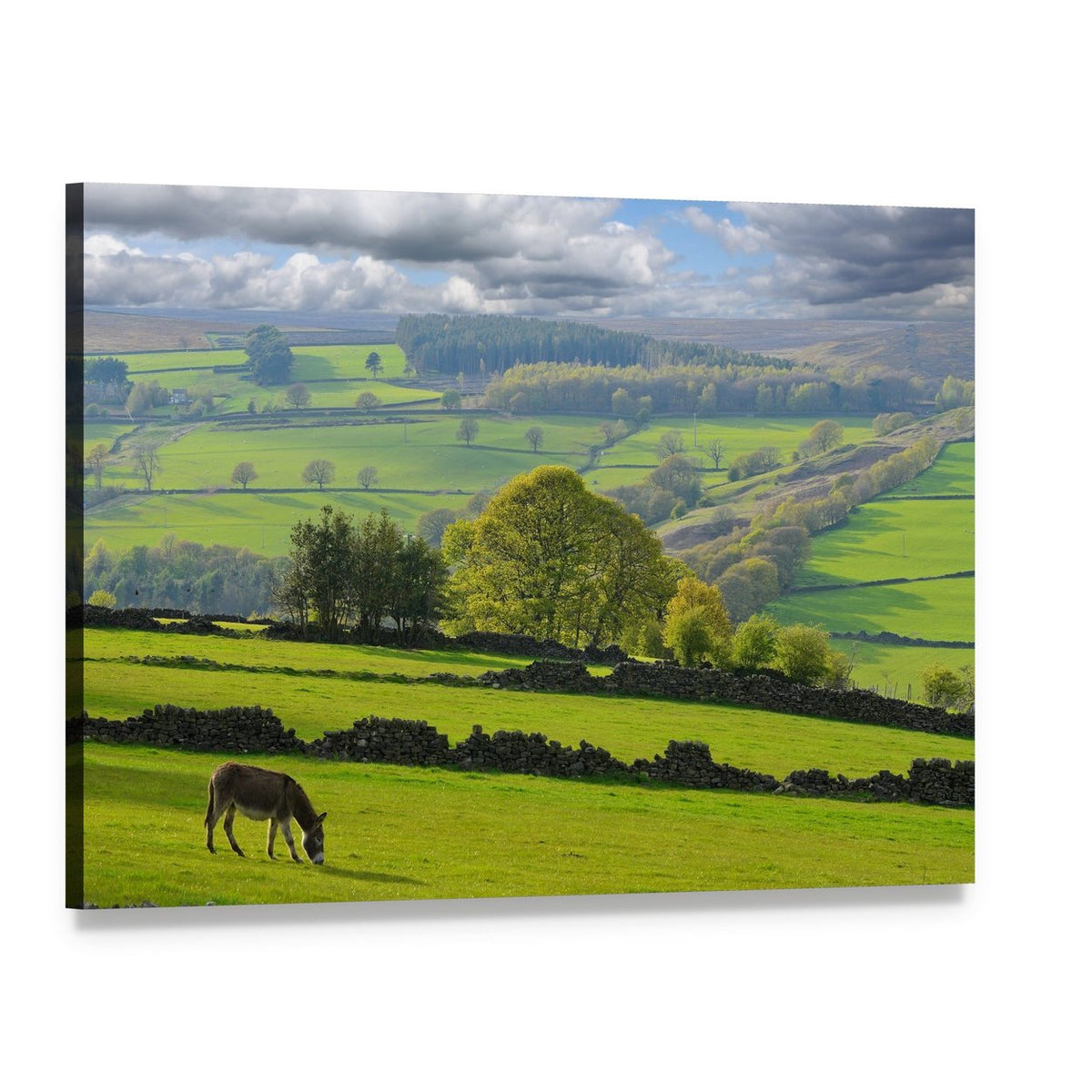 Baby Donkey Grazing in Pasture Canvas Wall Art, single panel gallery wrapped canvas, angled product view