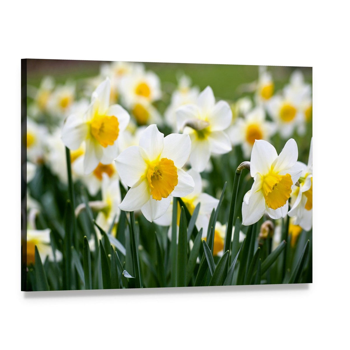 Narcissus Flowers Canvas Wall Art, single panel gallery wrapped canvas, angled product view