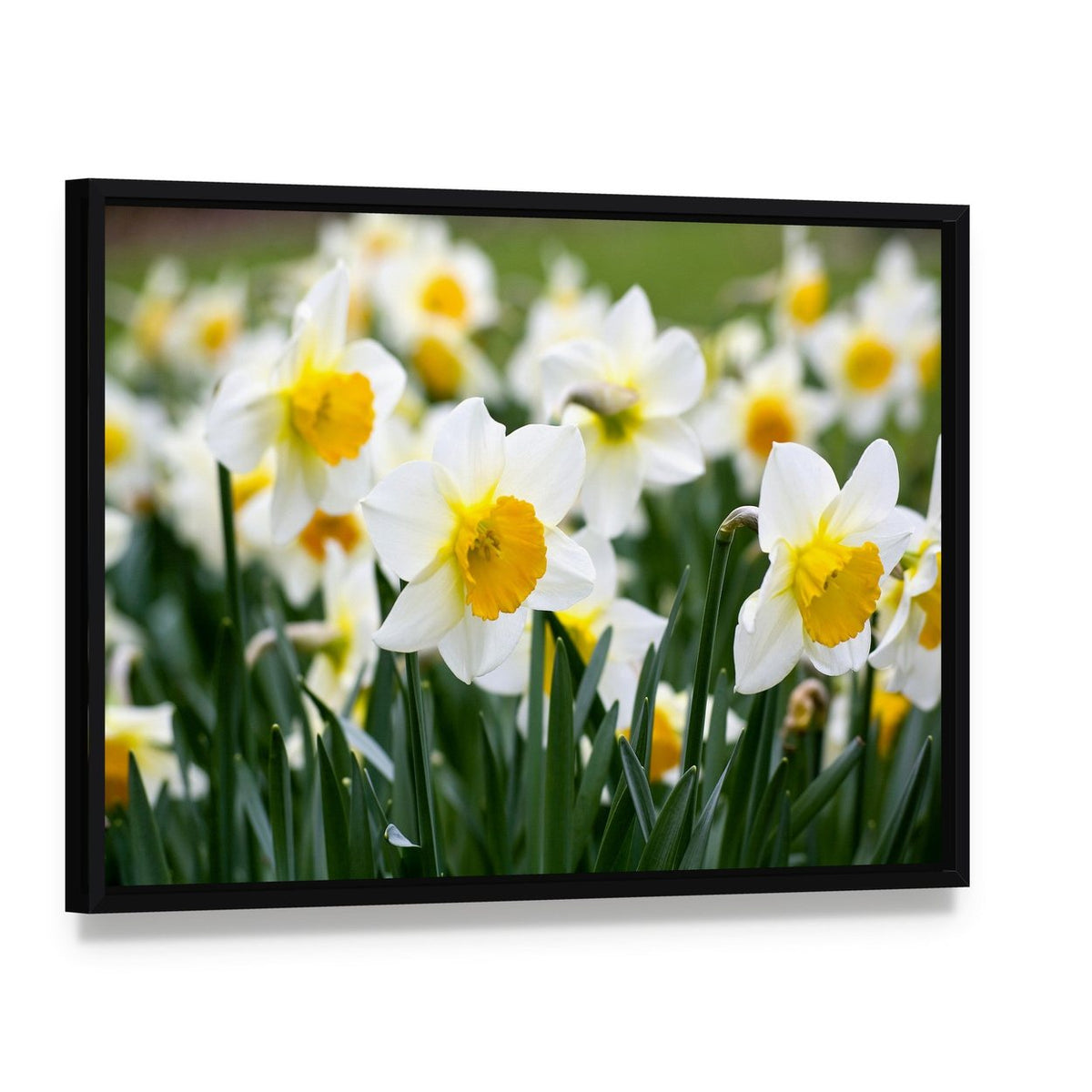 Narcissus Flowers Canvas Wall Art, framed canvas in a black floater frame, angled product view