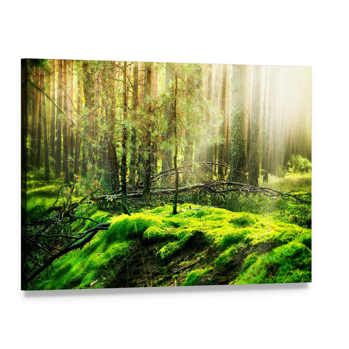 Sunlit Forest with Moss and Sunbeams Canvas Wall Art, single panel gallery wrapped canvas, angled product view