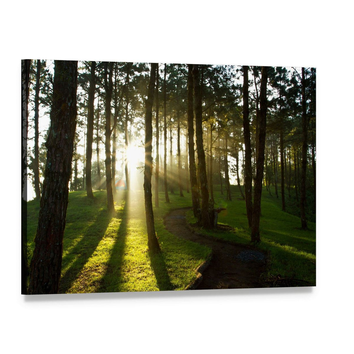 Morning Light in Pine Forest Canvas Wall Art, single panel gallery wrapped canvas, angled product view