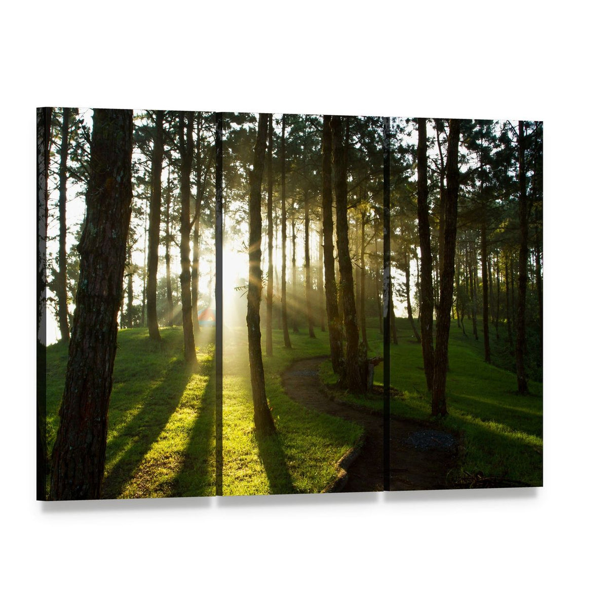 Morning Light in Pine Forest Canvas Wall Art, 3 panel 3 Horizontal layout gallery wrapped canvas set, angled product view