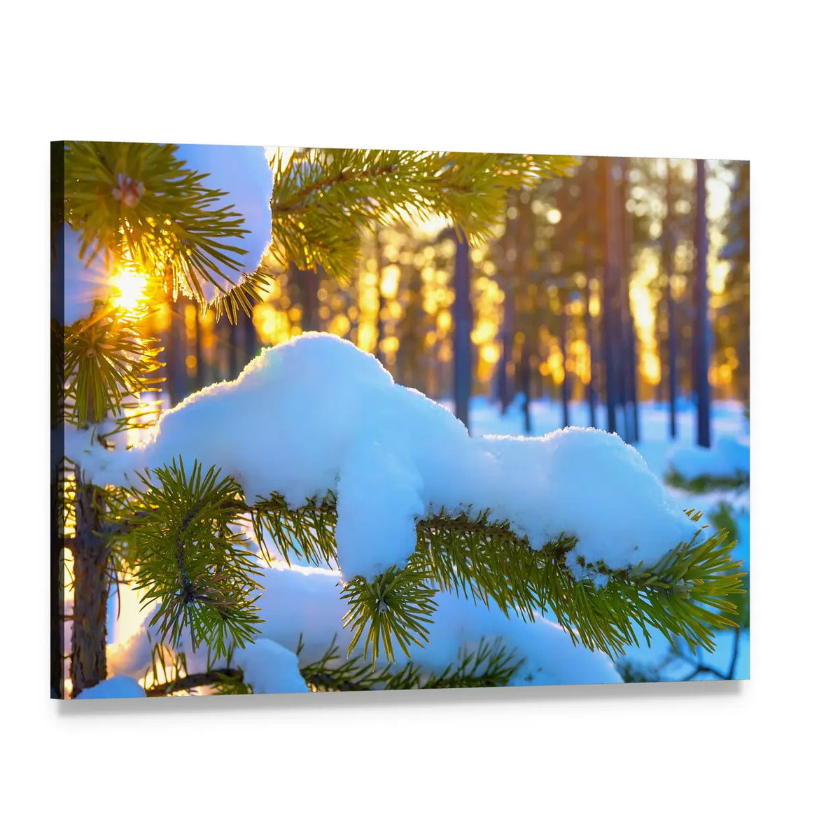 Snow-covered Pine Branch at Sunset Canvas Wall Art, single panel gallery wrapped canvas, angled product view